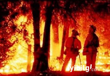 Orman yangınını engellemek için orman yakıyorlar!