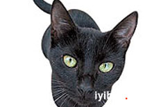 Her yıl 60 bin kara kedi batıl inanç kurbanı