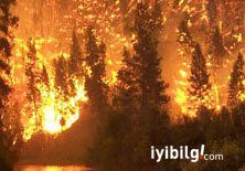 Bu yıl kaç orman yangını çıktı, biliyor musunuz?