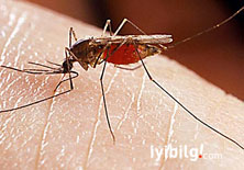 Genetiği değiştirilmiş sivrisineklerden biyolojik silah da olur mu?