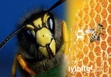 ABD arılarına 'İsrail virüsü'