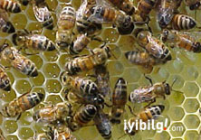 Arıları 'İsrail virüsü' yok etmiş!
