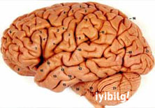 Migreni olanların beyinleri farklı