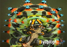 Dünya'nın en güzel böcekleri Foto Galeri