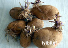 Çimlenmiş patates, zehirliyebilir

