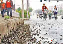 Kurbağaların 2. göçü Çin'i panikletti!