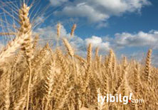 Dünyada buğday üretim azalıyor