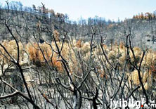 5 yılda 1 milyon kilometre kare orman kayboldu