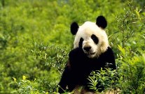 Pandalar 'kağıt hamuru' dışkılıyor