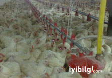 Tavuk değil antibiyotik yiyoruz