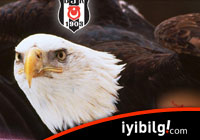 Beşiktaş PAF'la çıkmaktan vazgeçti