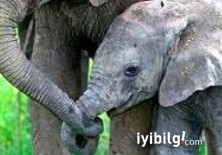 Fillerle ilgili şaşırtıcı gerçek