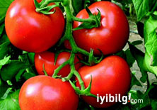 Akciğer kanserine karşı domates yiyin