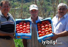 İsrail domatesine rakip pembe domates

