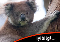 Koalalar lezbiyen oldu!