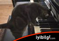Piyano çalan kedi izleyenleri şok ediyor/ video
