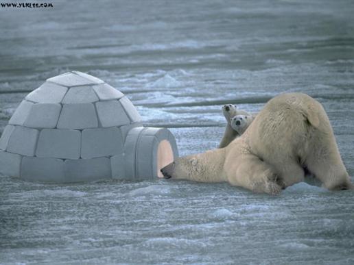 İklim değişikliği ayıları birbirine düşürdü
