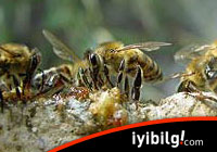 Arıları genetik tarım mı öldürüyor?