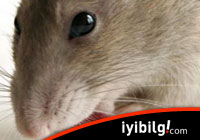 ABD'de hastaların ağzından fare çıkmaya başladı!