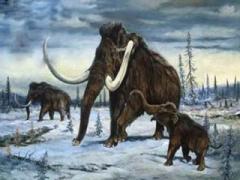 37 bin yıllık mamut bulundu