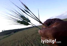 Elçilik: 'Yerel tohum satışı engellensin'