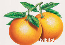 Portakal-greyfurtun büyük faydası