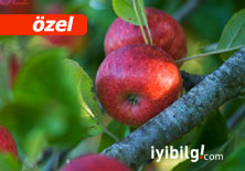 Sağlık için elma sirkesi
