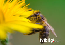 Cep telefonu frekansı arıları yok eder mi?

