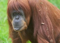 Bin orangutan telef oldu