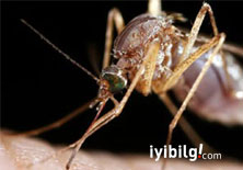 Sivrisinekler bazılarını neden ısırmaz?