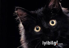 AK Parti'nin kara kedisi 

