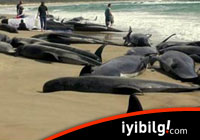 Balinalar neden intihar ediyor?