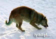 Rusya'da köpekler yeşile dönüşüyor