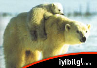 Eyvah! ABD kutup ayılarını korumaya aldı!