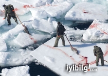 Kanada'da fok öldürme rekoru kırıldı
