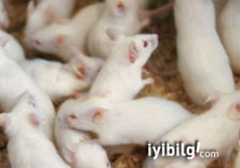 İnsan antikoru üretecek transgenik fare geliştirecekler