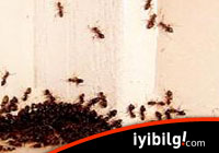 Radyasyonlu karınca katliamı